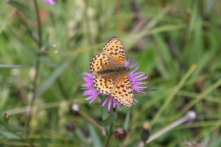 id. Argynnis